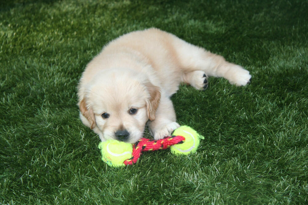 Los Angeles and Southern California artificial turf for dogs